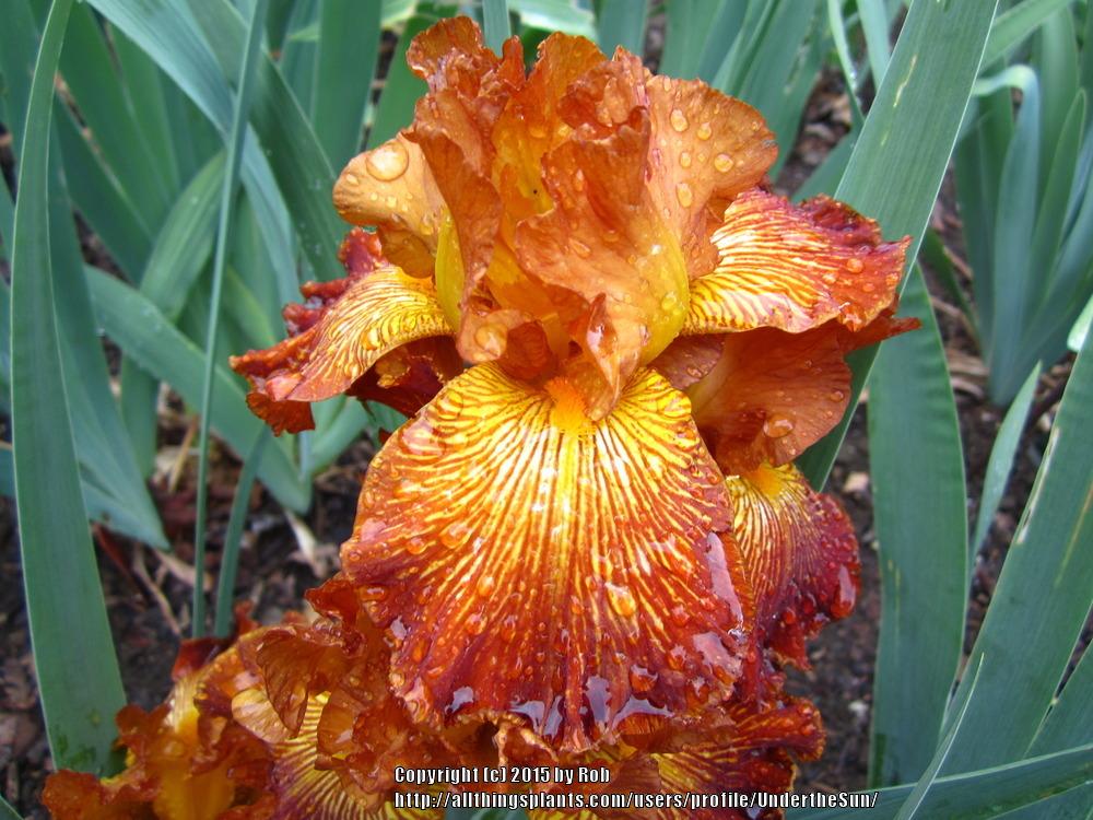 Photo of Tall Bearded Iris (Iris 'Mauna Loa Fire') uploaded by UndertheSun