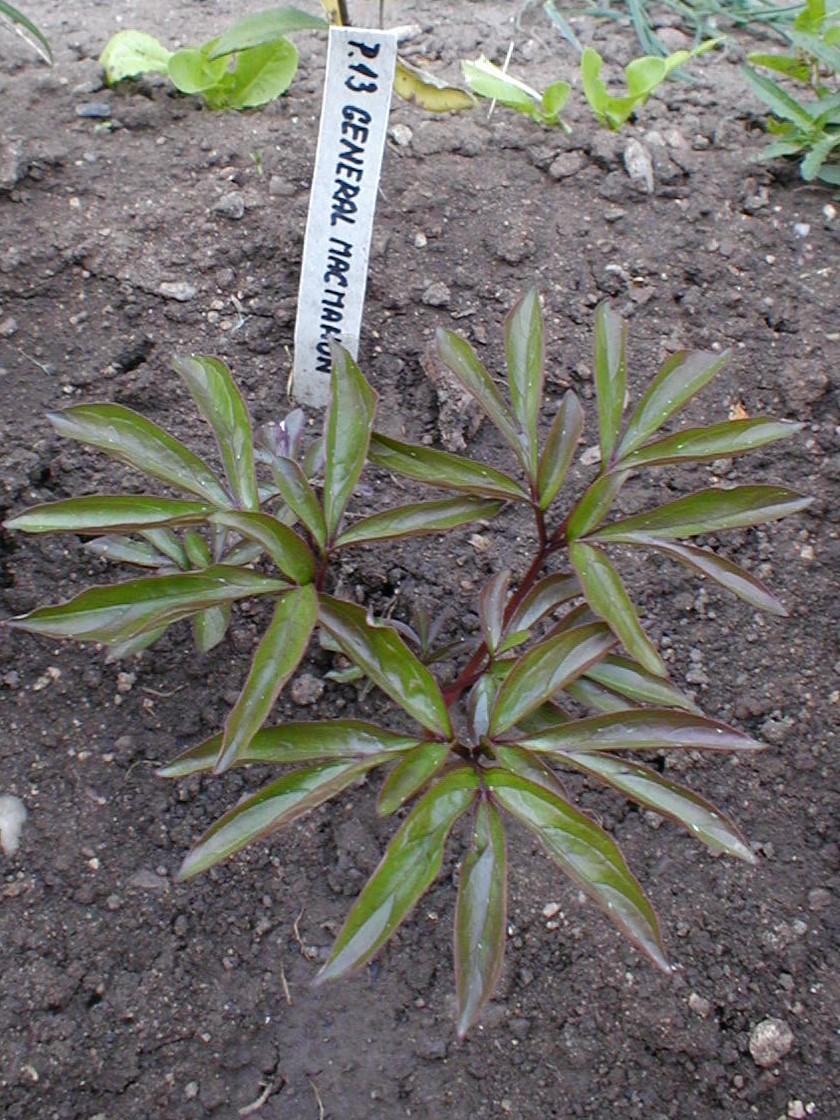 Photo of Peony (Paeonia lactiflora 'General MacMahon') uploaded by admin