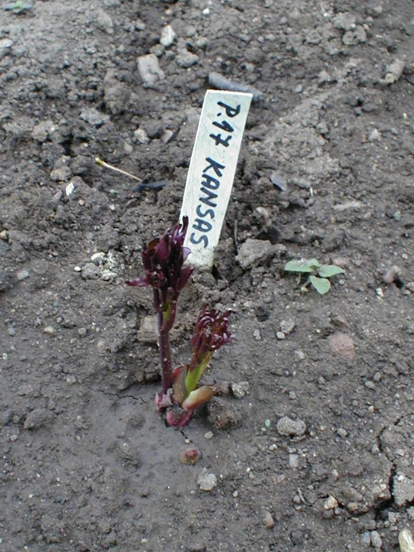 Photo of Peony (Paeonia lactiflora 'Kansas') uploaded by admin