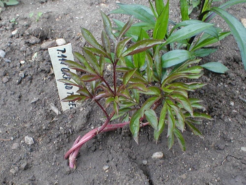 Photo of Peony (Paeonia lactiflora 'Gay Paree') uploaded by admin