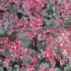 Location: Medina, TN
Date: 2015-05-24
Heuchera 'Glitter' in full bloom.