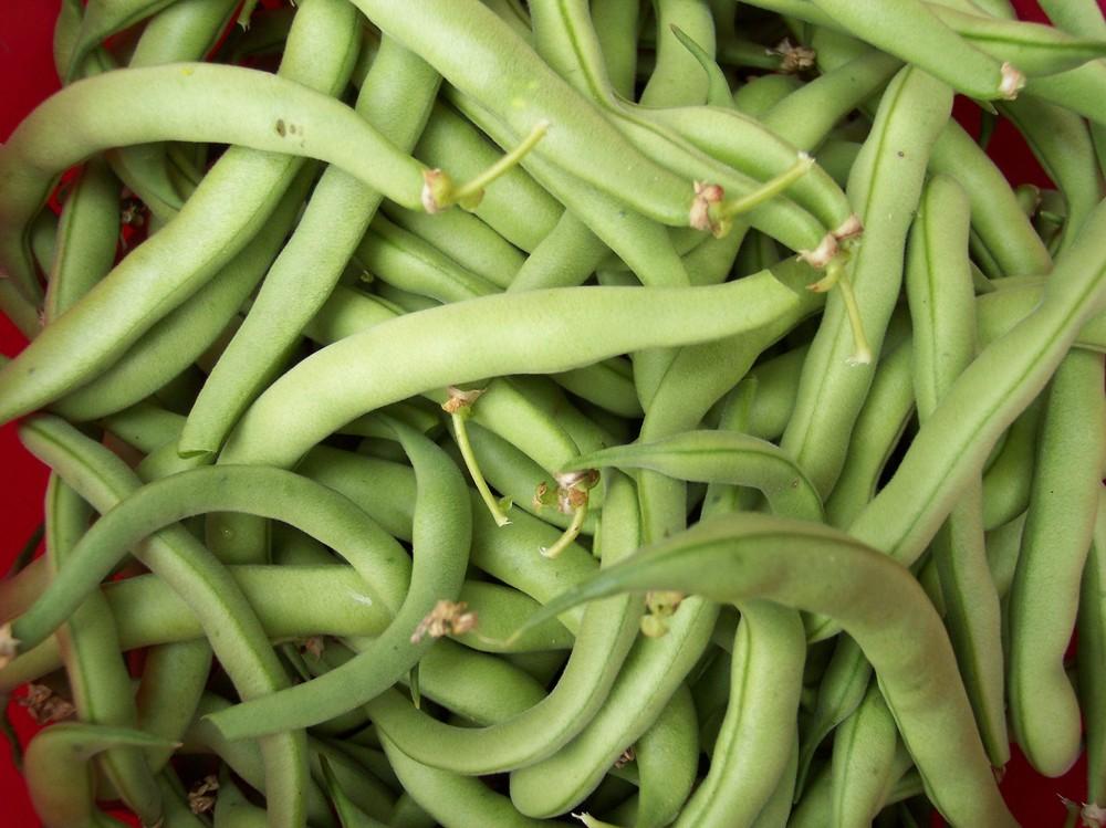 Photo of Snap Bean (String (Phaseolus vulgaris 'Landreth Stringless') uploaded by farmerdill