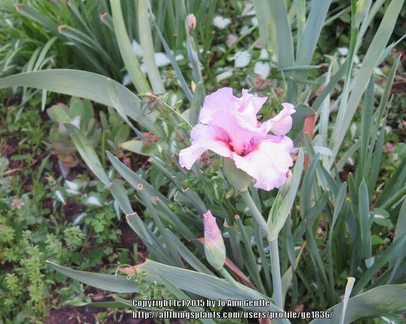 Photo of Tall Bearded Iris (Iris 'Rosa Vanitosa') uploaded by ge1836