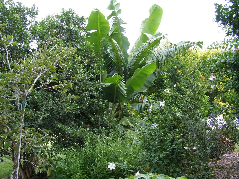 Photo of Plantain (Musa acuminata 'Williams') uploaded by hawkarica