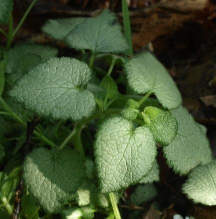 Photo of Spotted Deadnettle (Lamium maculatum 'Red Nancy') uploaded by plantrob