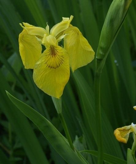 Photo of Yellow Flag (Iris pseudacorus) uploaded by plantrob