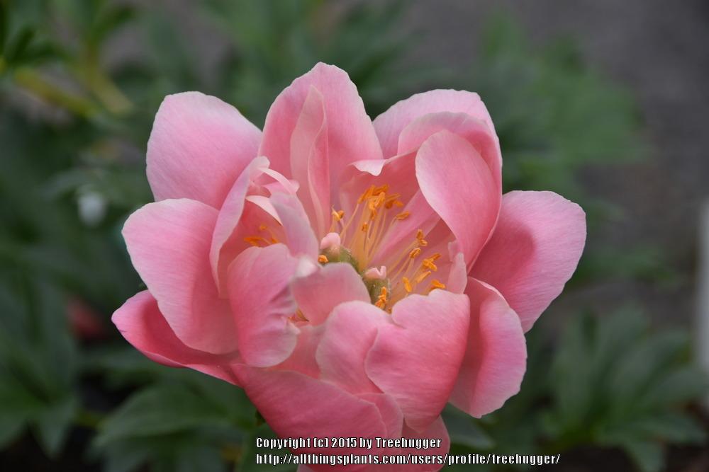 Photo of Peony (Paeonia 'Pink Hawaiian Coral') uploaded by treehugger