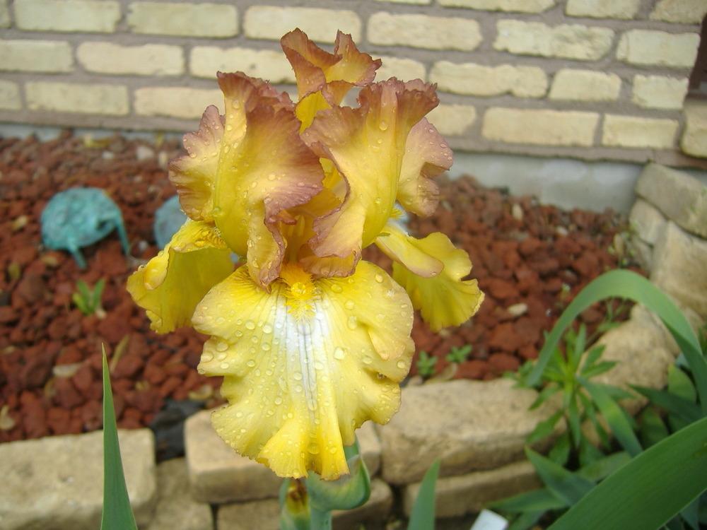 Photo of Tall Bearded Iris (Iris 'Crown Him King') uploaded by tveguy3
