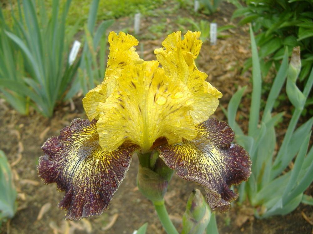 Photo of Intermediate Bearded Iris (Iris 'Petit Tigre') uploaded by tveguy3