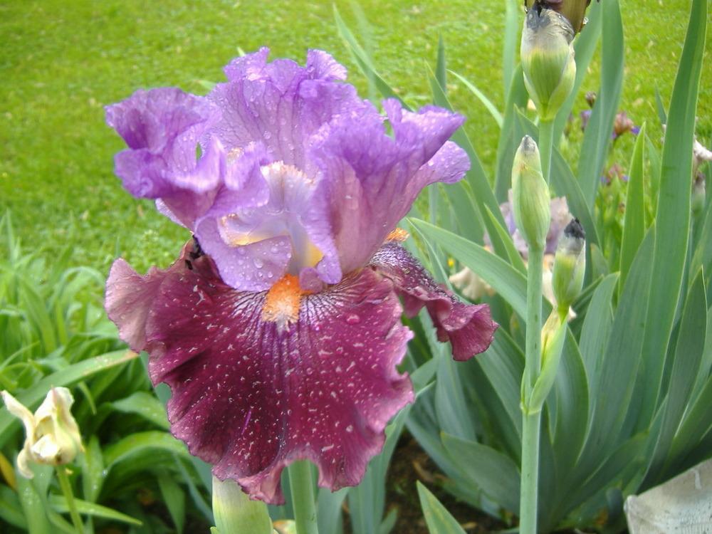 Photo of Tall Bearded Iris (Iris 'Tempo Rouge') uploaded by tveguy3