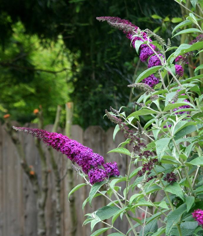 Photo of Butterfly Bush (Buddleja 'Attraction') uploaded by Calif_Sue