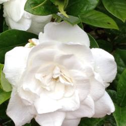 Location: My backyard/courtyard
Date: 5/26/2015
Gardenia bloom