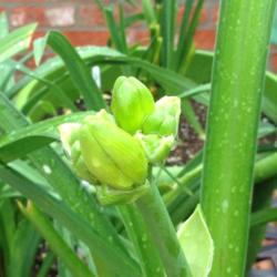 Location: Backyard/courtyard
Date: 5/26/2015
Buds on my God Save The Queen daylily!