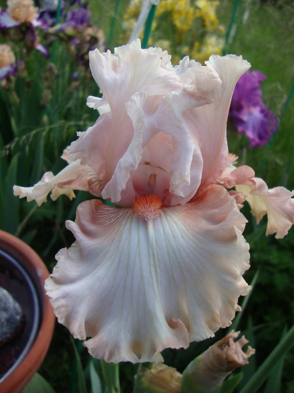 Photo of Tall Bearded Iris (Iris 'Double Platinum') uploaded by Paul2032