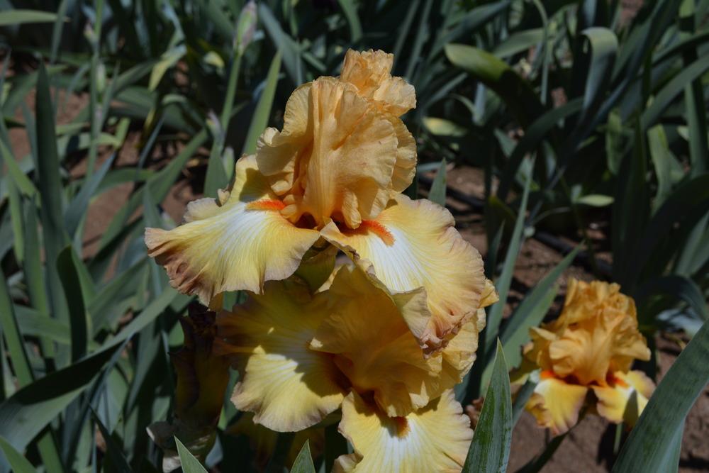 Photo of Tall Bearded Iris (Iris 'Oil Painting') uploaded by Phillipb2