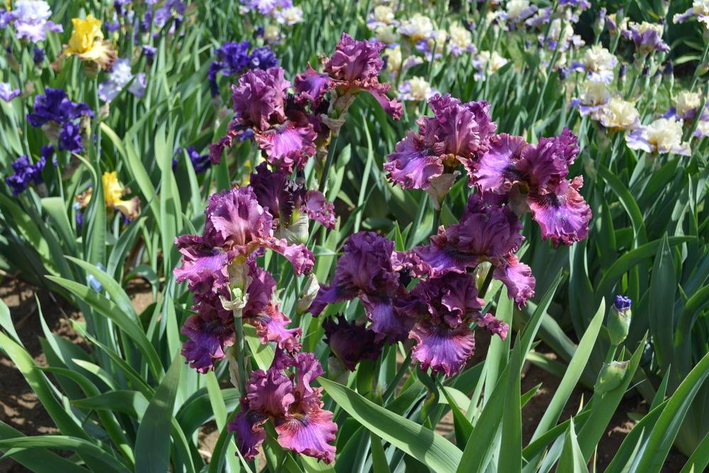 Photo of Tall Bearded Iris (Iris 'Prince of Hearts') uploaded by Phillipb2