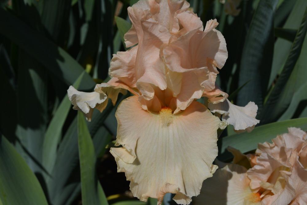 Photo of Tall Bearded Iris (Iris 'Peach Pearl') uploaded by Phillipb2