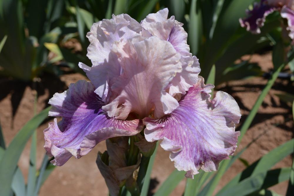 Photo of Tall Bearded Iris (Iris 'Oxford Countess') uploaded by Phillipb2