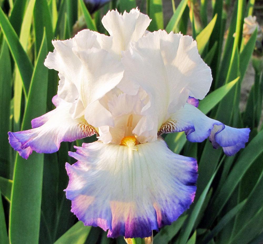 Photo of Tall Bearded Iris (Iris 'Queen's Circle') uploaded by TBGDN