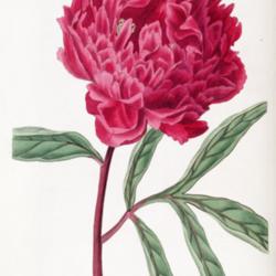 
Paeonia lactiflora var. pottsii circa 1831 SGS A