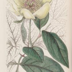 
Paeonia daurica - circa 1846 SGS A