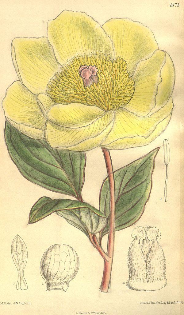 Photo of Peony (Paeonia daurica subsp. mlokosewitschii) uploaded by admin