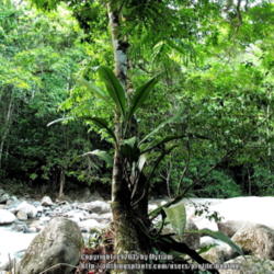 Location: Atlantic Rainforest, Paraty, Brazil
Date: 2014-01-08