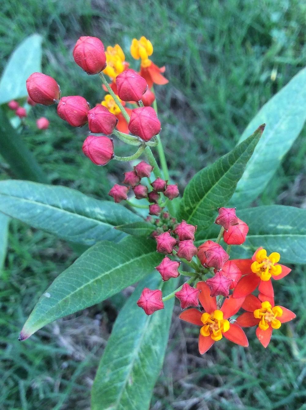 Photo of Milkweeds (Asclepias) uploaded by clintbrown