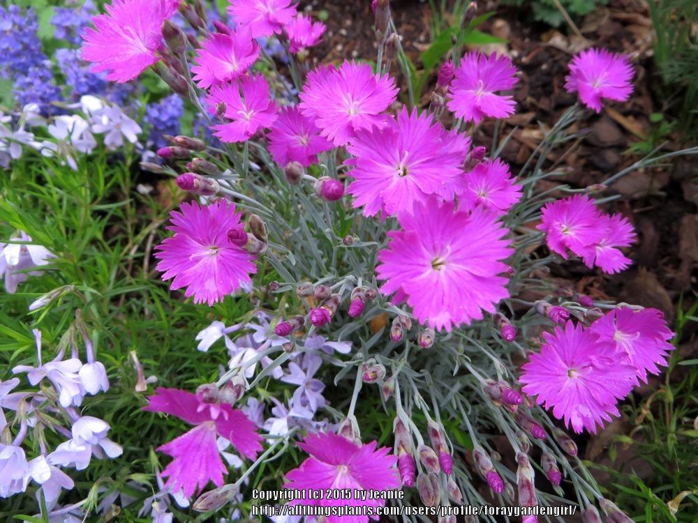 Photo of Cheddar Pink (Dianthus gratianopolitanus 'Feuerhexe') uploaded by foraygardengirl