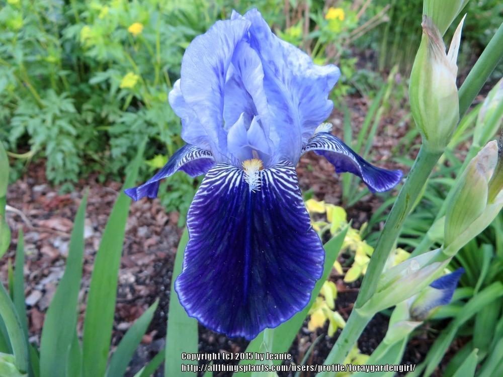 Photo of Tall Bearded Iris (Iris 'Perfection') uploaded by foraygardengirl