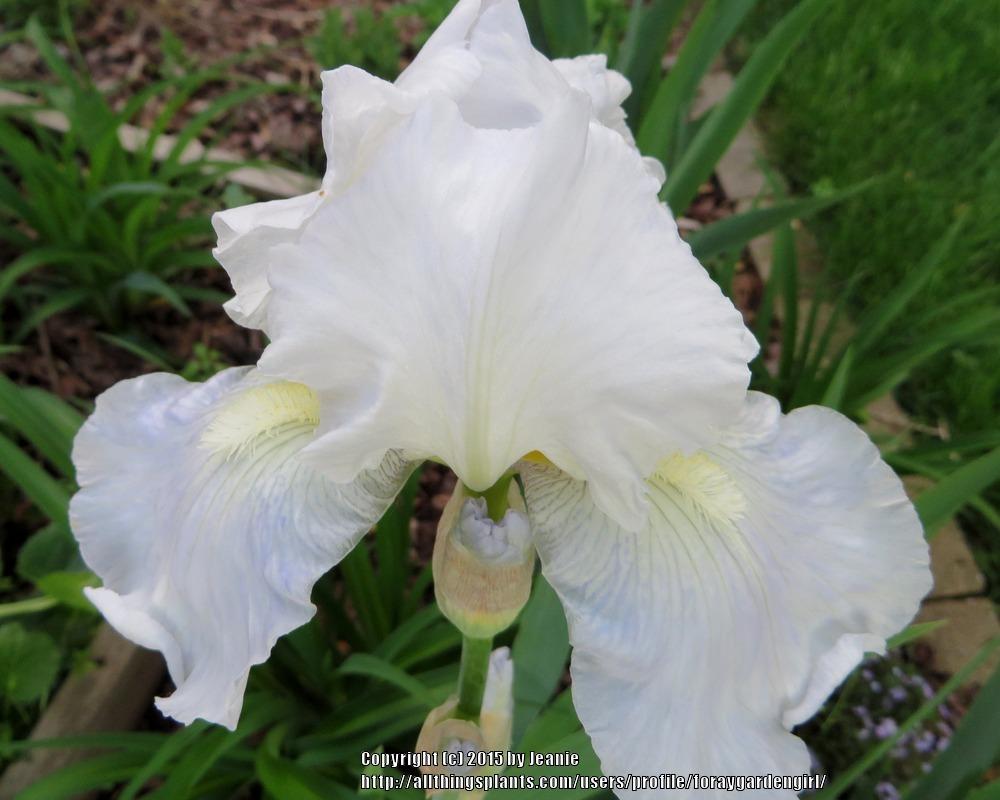 Photo of Tall Bearded Iris (Iris 'Immortality') uploaded by foraygardengirl