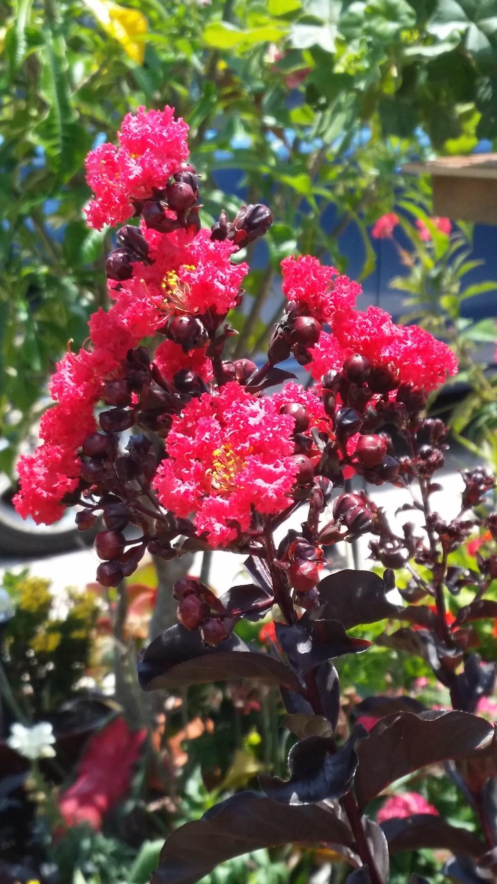 Photo of Crepe Myrtle (Lagerstroemia Black Diamond® Mystic Magenta™) uploaded by orchidgal