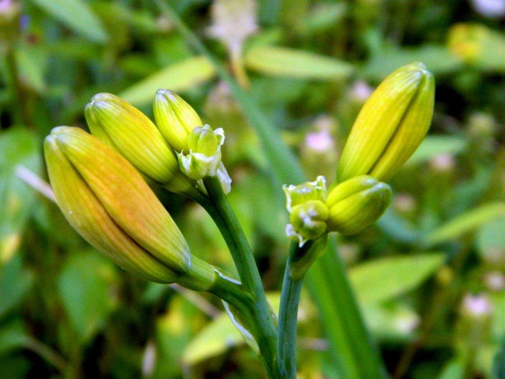 Photo of Daylily (Hemerocallis 'Amber Love') uploaded by wildflowers