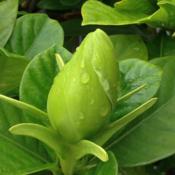gardenia bud after rain