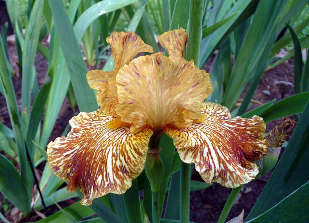 Photo of Tall Bearded Iris (Iris 'Tiger Honey') uploaded by Lestv