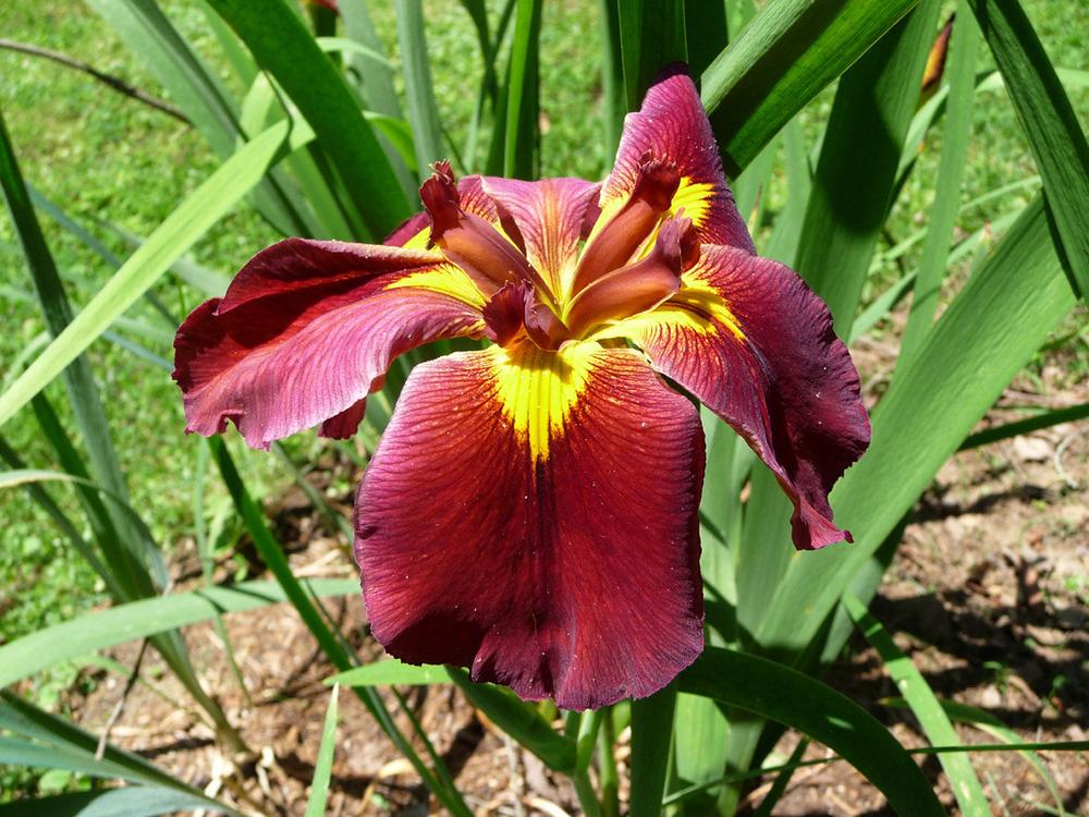Photo of Louisiana Iris (Iris 'James Dickinson') uploaded by Lestv