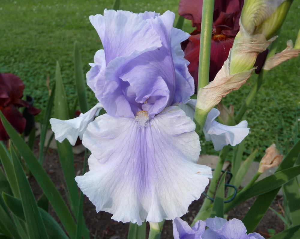 Photo of Tall Bearded Iris (Iris 'Skywalker') uploaded by Lestv