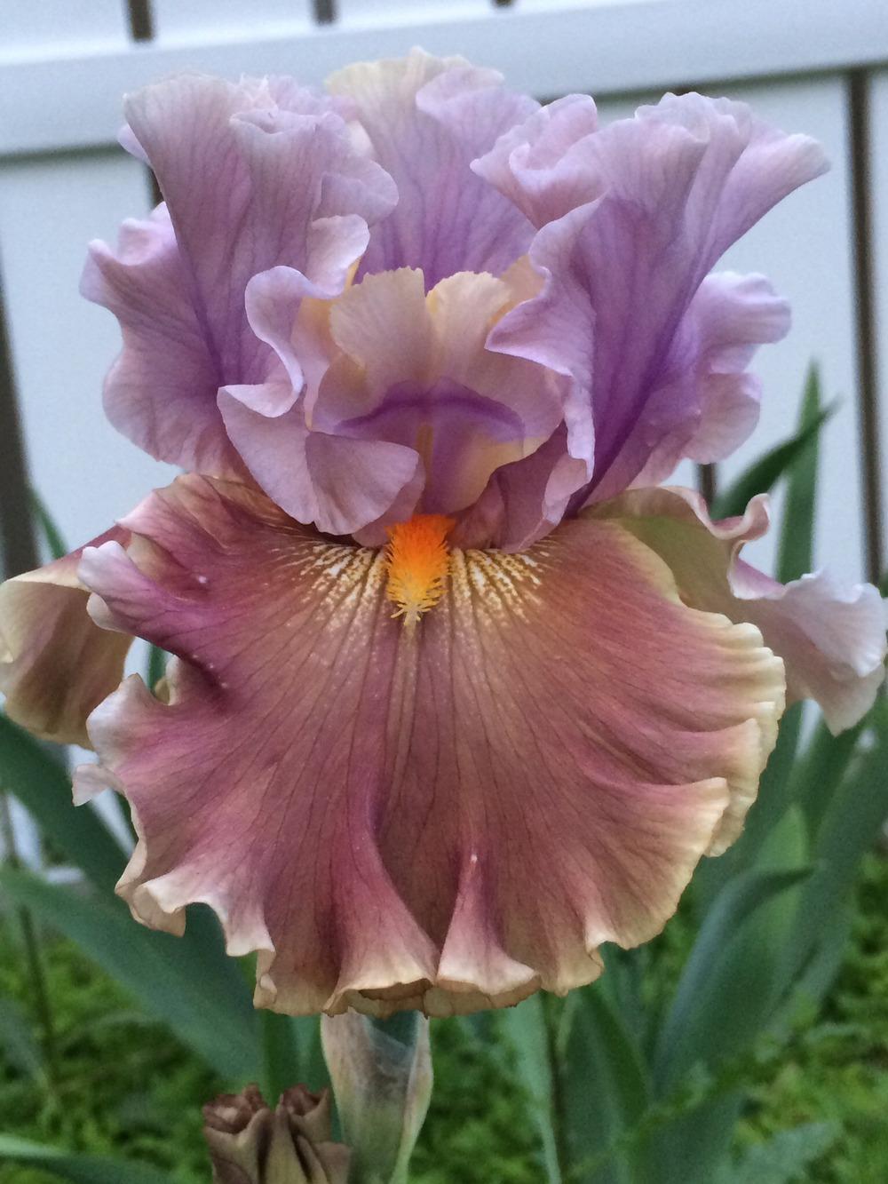 Photo of Tall Bearded Iris (Iris 'Ancient Secrets') uploaded by Njiris