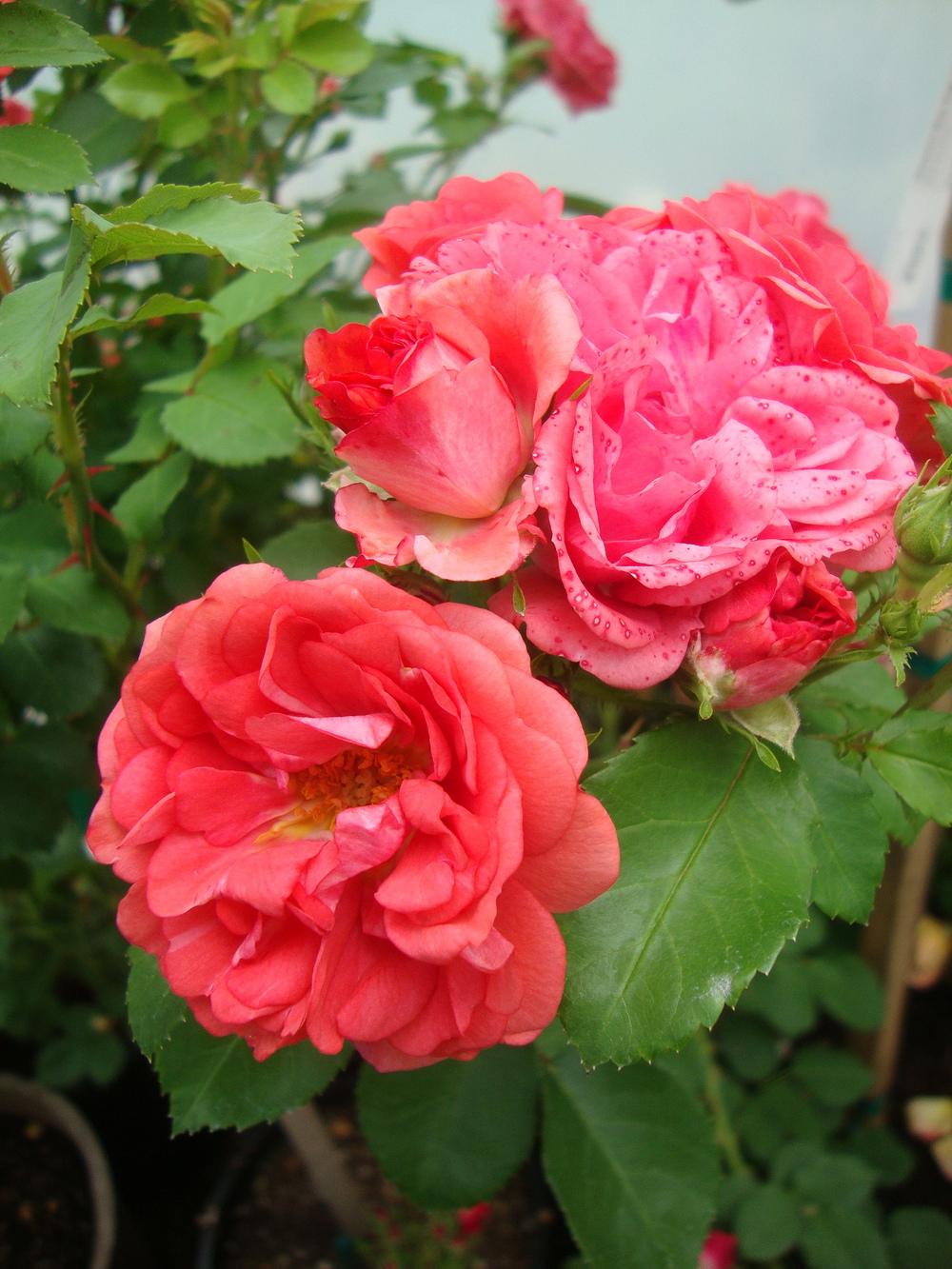 Photo of Rose (Rosa 'Coral Drift') uploaded by Paul2032