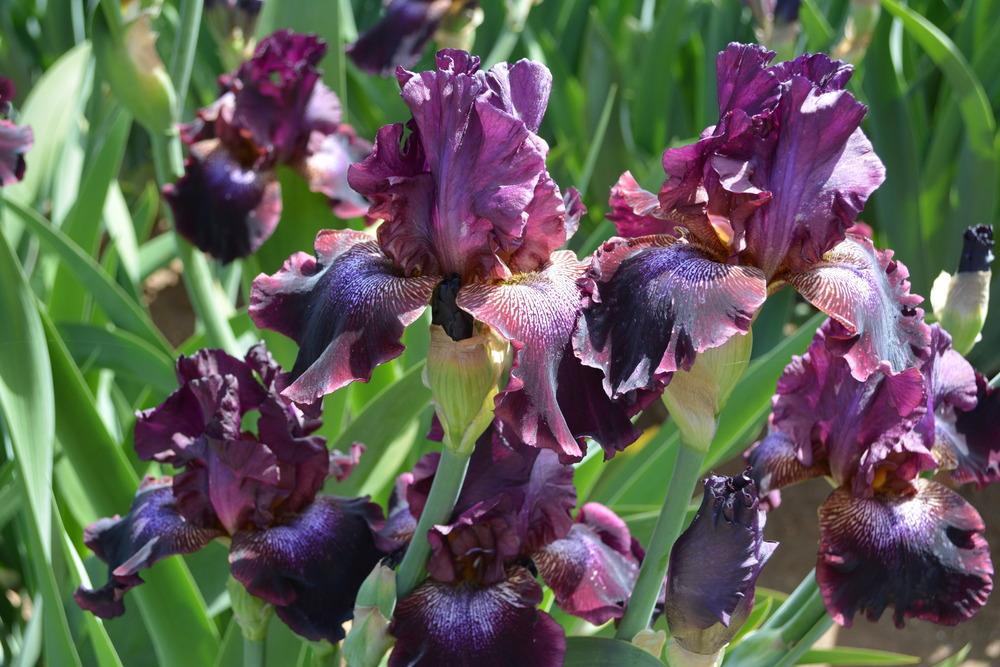 Photo of Tall Bearded Iris (Iris 'Neon Cowboy') uploaded by Phillipb2