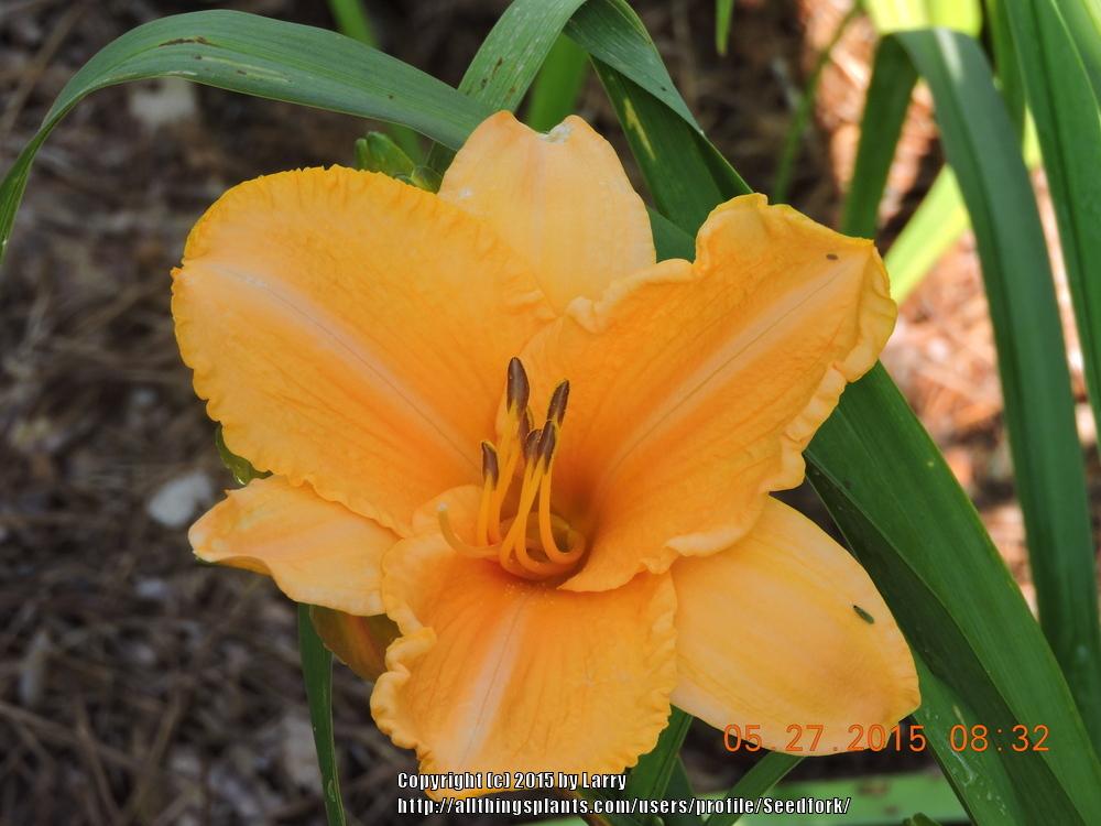 Photo of Daylily (Hemerocallis 'Mary's Gold') uploaded by Seedfork