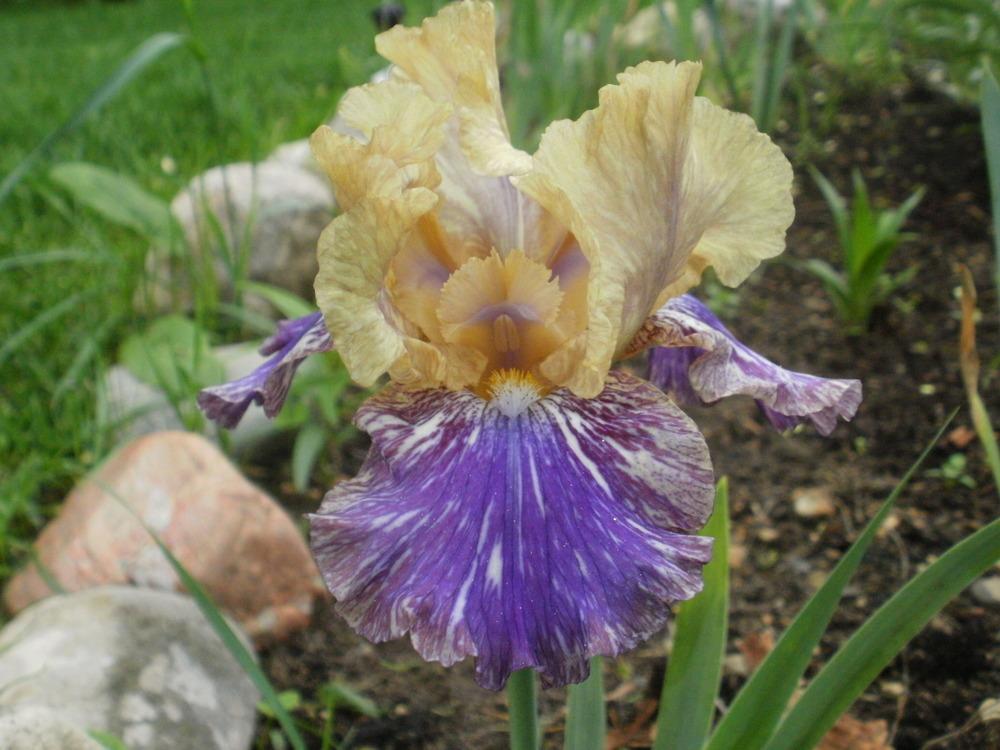 Photo of Intermediate Bearded Iris (Iris 'Doe Z Doe') uploaded by bramedog
