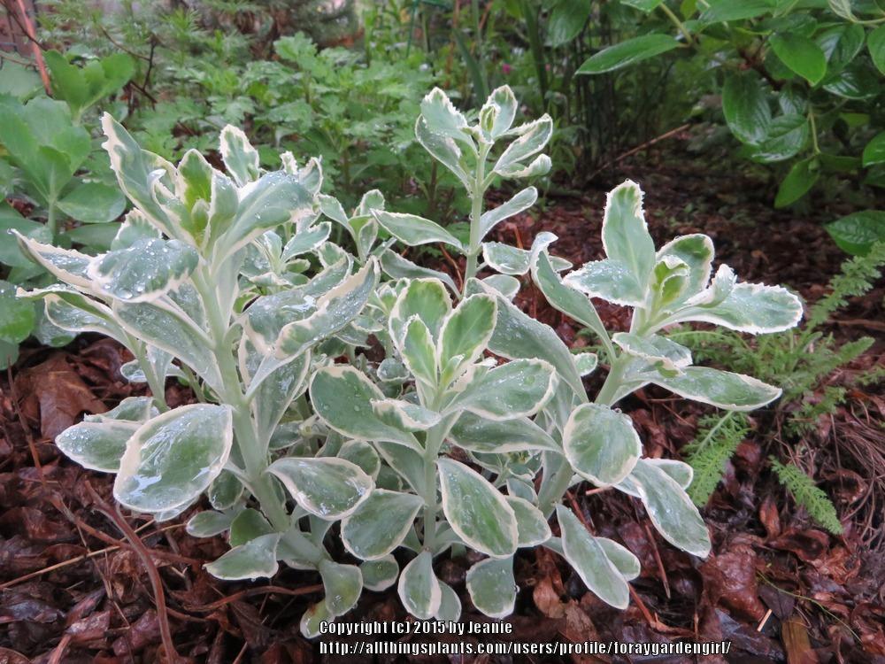 Photo of Stonecrop (Hylotelephium erythrostictum 'Frosty Morn') uploaded by foraygardengirl