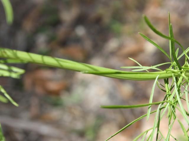 Photo of Plains Coreopsis (Coreopsis tinctoria) uploaded by gingin