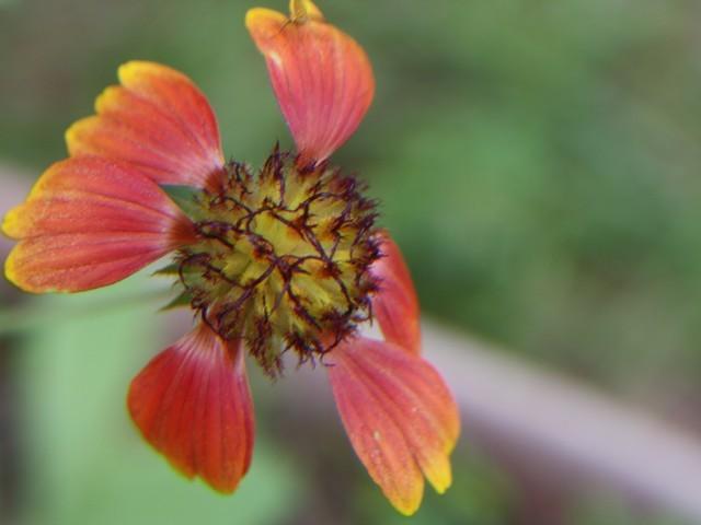Photo of Blanket Flower (Gaillardia aristata) uploaded by gingin