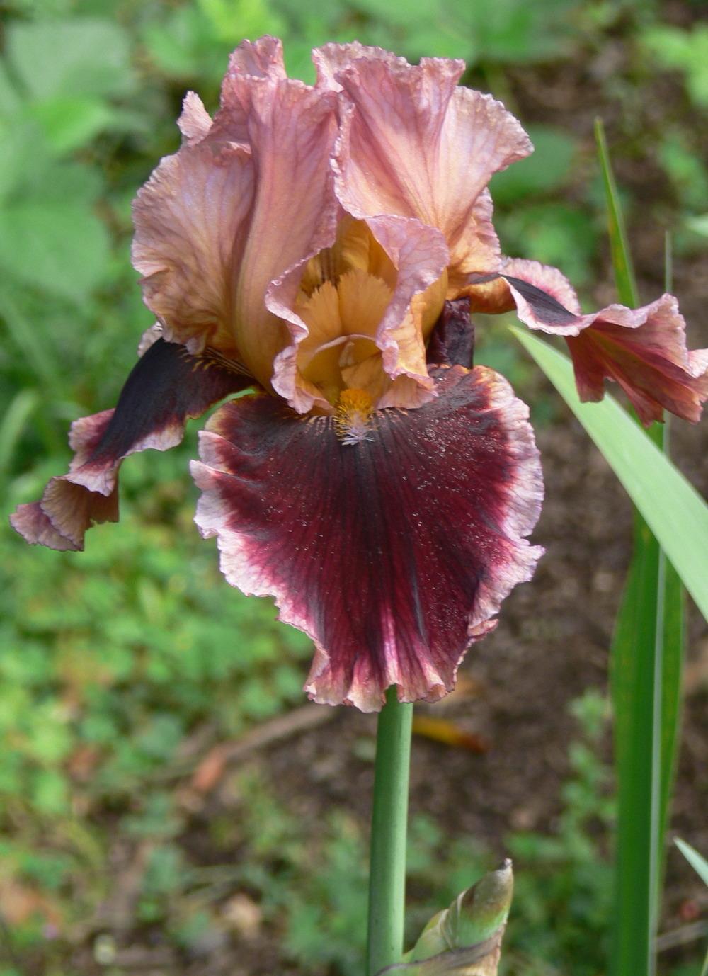 Photo of Tall Bearded Iris (Iris 'Cowboy Caviar') uploaded by janwax