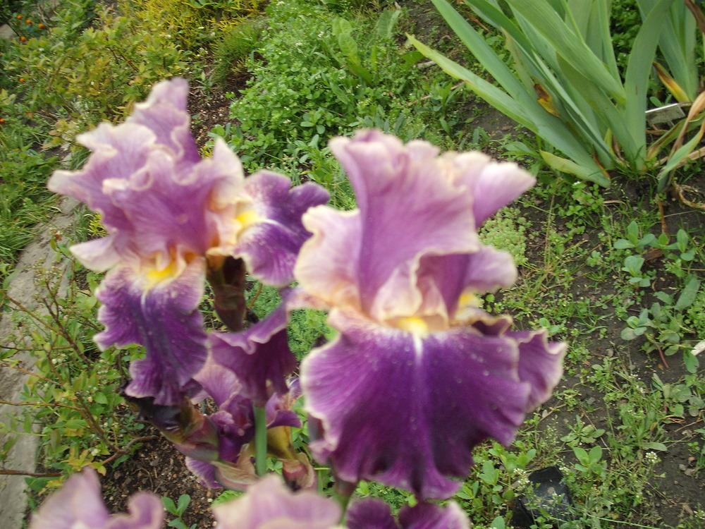 Photo of Tall Bearded Iris (Iris 'Lip Service') uploaded by pasla3
