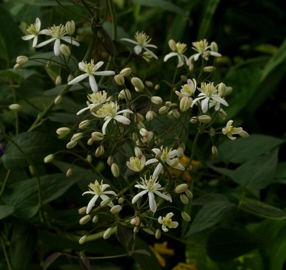 Photo of Clematis (Clematis recta 'Purpurea') uploaded by plantrob