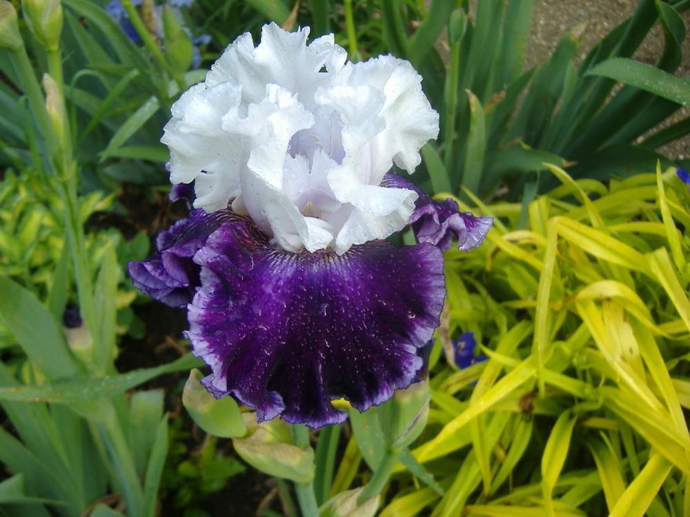Photo of Tall Bearded Iris (Iris 'Taking Chances') uploaded by tveguy3
