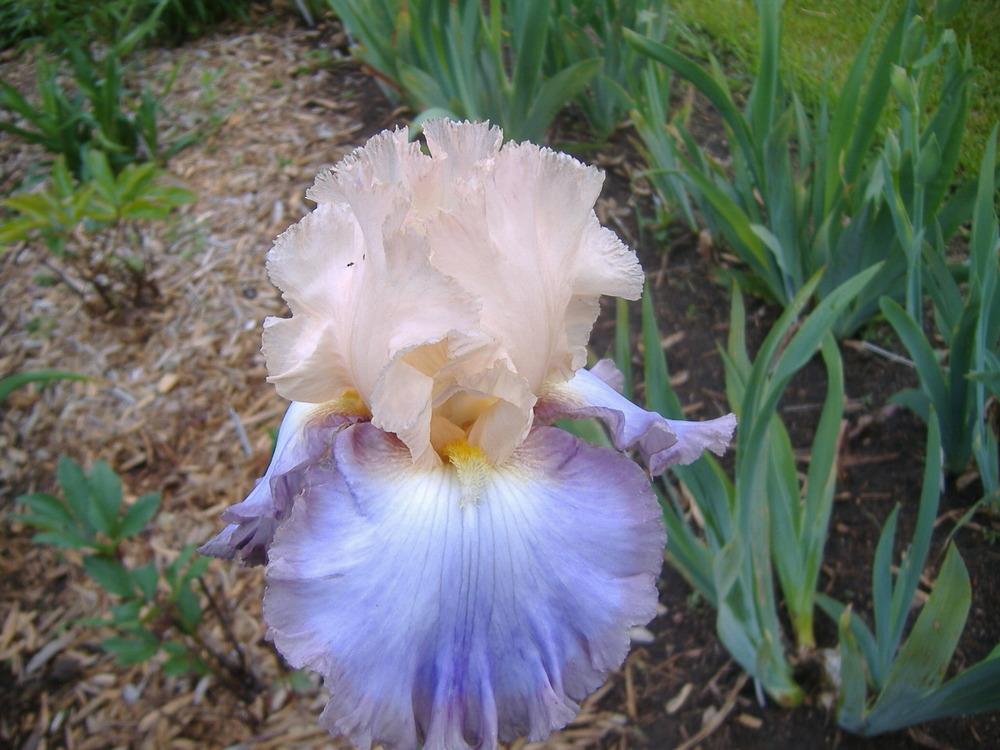 Photo of Tall Bearded Iris (Iris 'Soft Side') uploaded by tveguy3